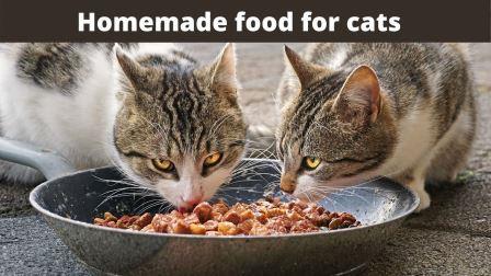 cat food dispenser wifi