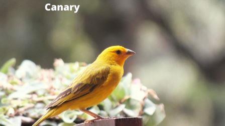 15 Best Birds as Pets (Legal in India) with Price and Lifespan Canary