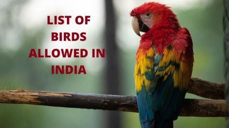 LIST OF BIRDS ALLOWED IN INDIA