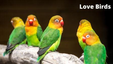 15 Best Birds as Pets (Legal in India) with Price and Lifespan Love Birds