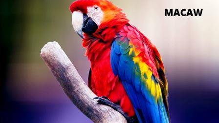 15 Best Birds as Pets (Legal in India) with Price and Lifespan Macaw