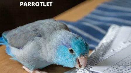 Parrotlet
