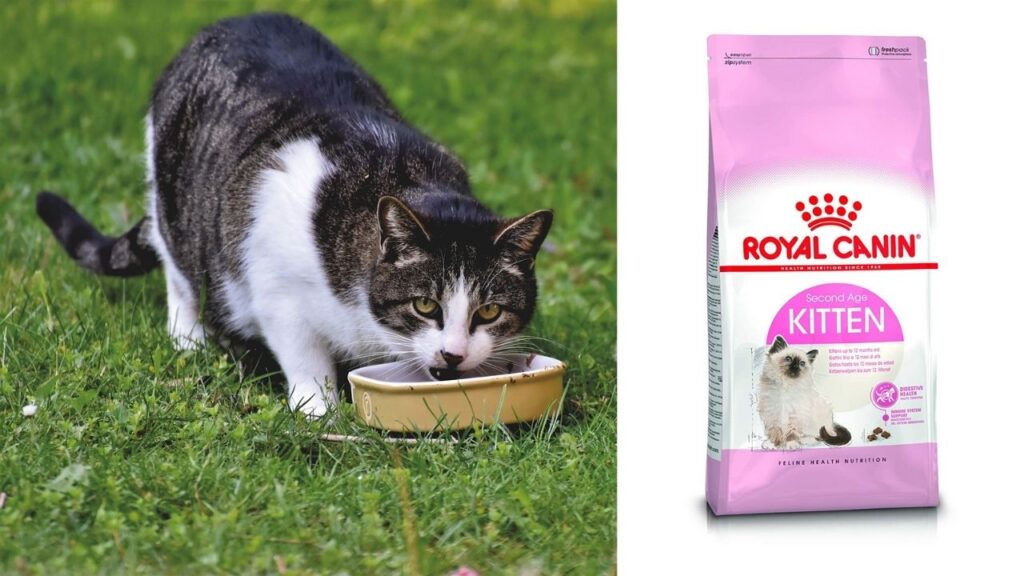 Royal Canin cat food