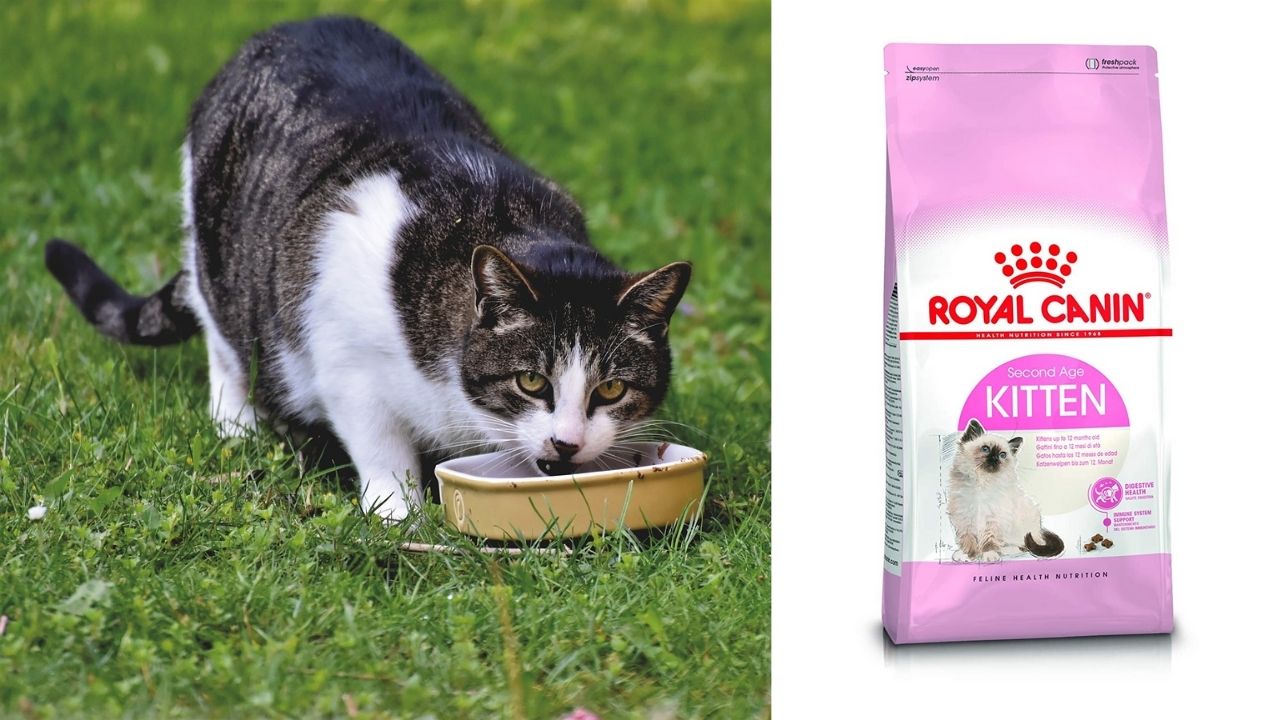 Royal Canin Cat Food: Is it Good at All? Royal Canin cat food review