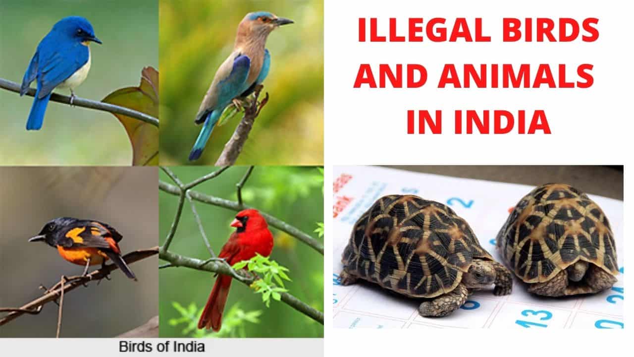 ILLEGAL BIRDS AND ANIMALS IN INDIA