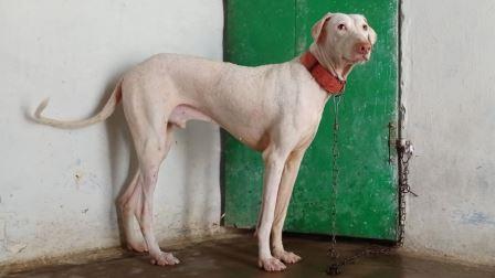 राजपालयम कुत्ता