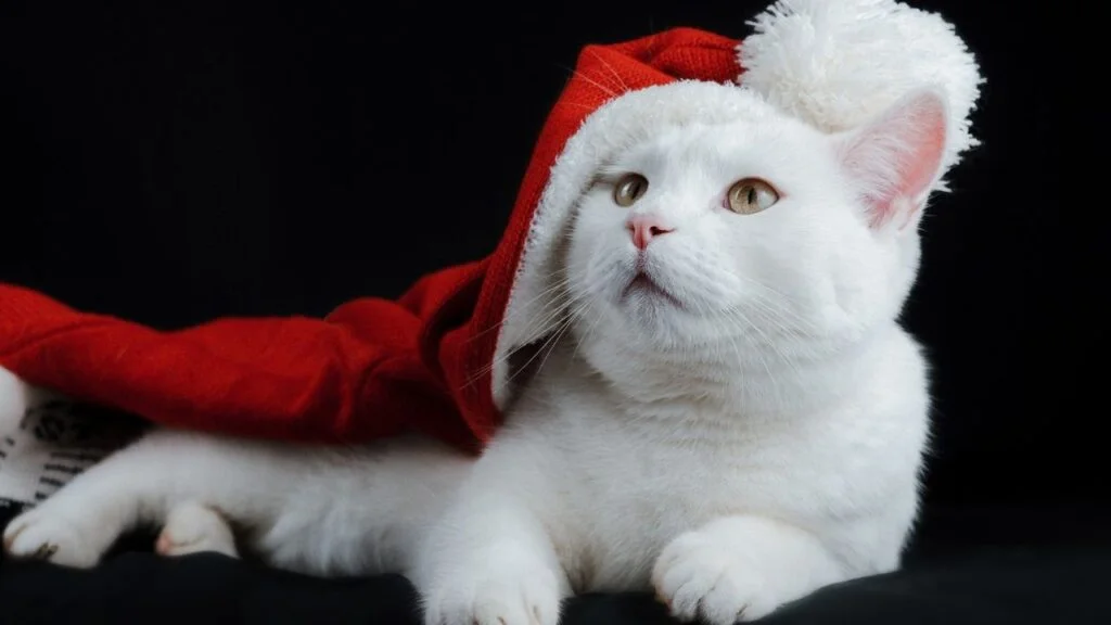 How to Take Care of Your Pet Cat in Winter?
