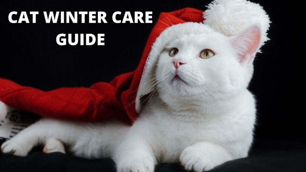Cat winter care guide