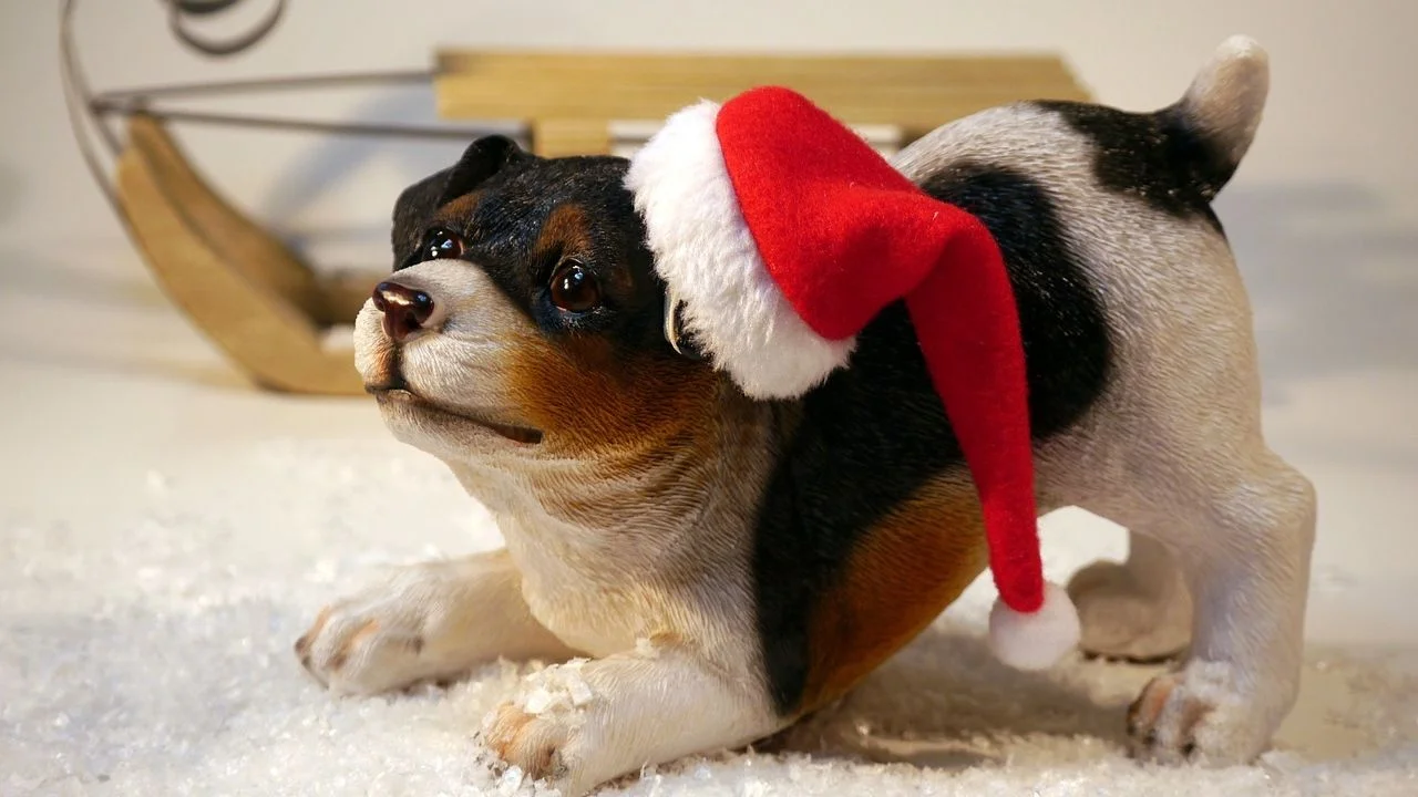 How to Take Care of Your Dog in Winter-From a Vet Winter Care Guide For Pet Dogs-DOG WINTER CARE GUIDE
