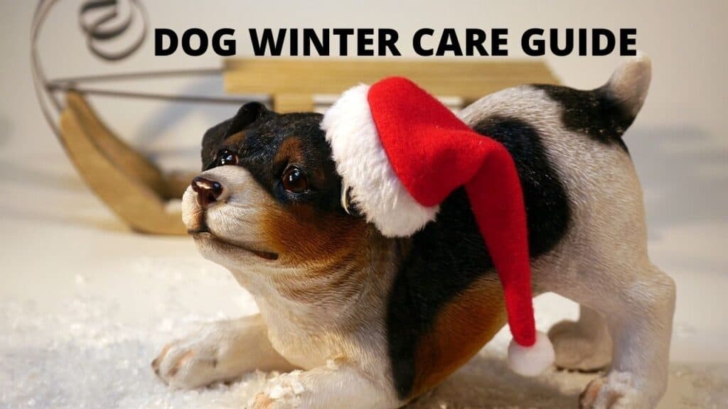 Dog Winter Care Guide