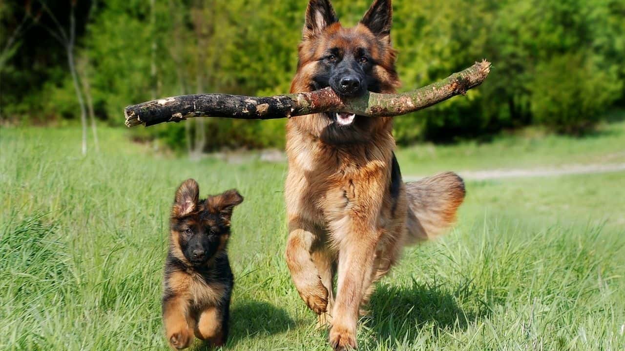 A Complete German Shepherd Puppy Training Tips