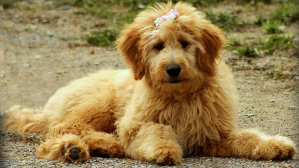 Goldendoodle Dog