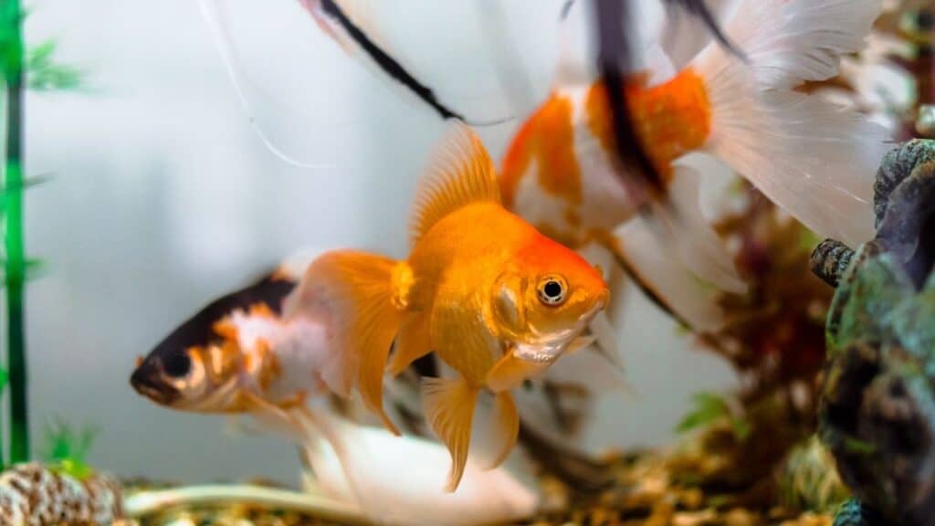 20 Best Freshwater Aquarium Fish 1 Freshwater Aquarium Fish