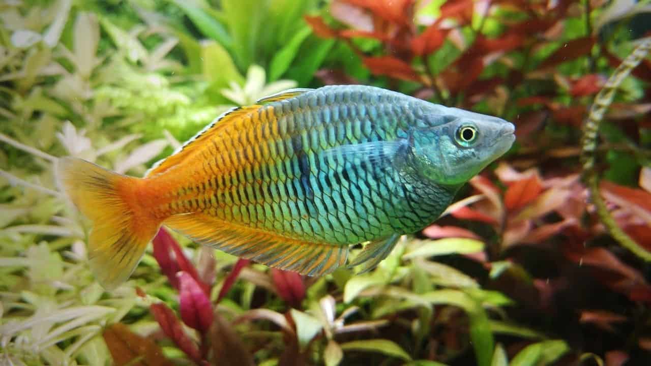 Best Fishes For Aquarium In India With Price (I Have Four Aquariums) (2024)