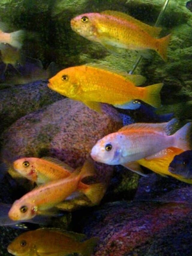 Best Freshwater Aquarium Fishes