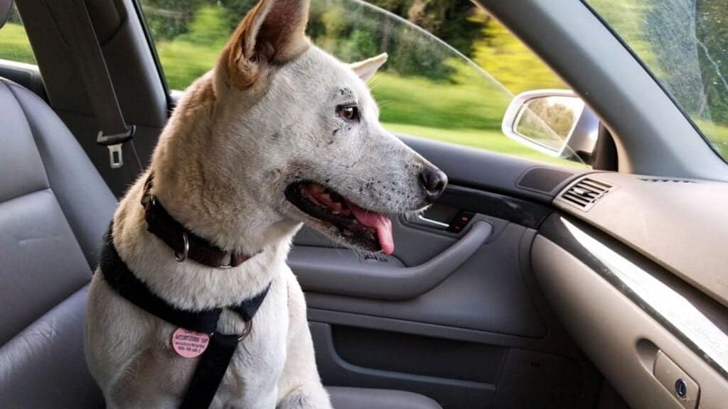 8 Useful Tips to Reduce the Stress of Dogs While Traveling 1 Reduce the Stress of Dogs While Traveling