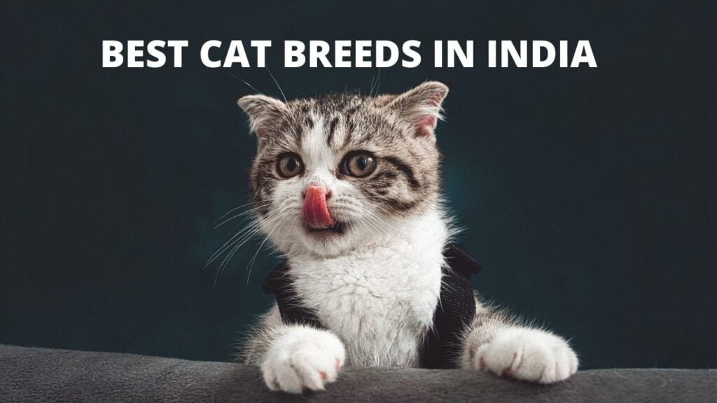Best cat breeds in India