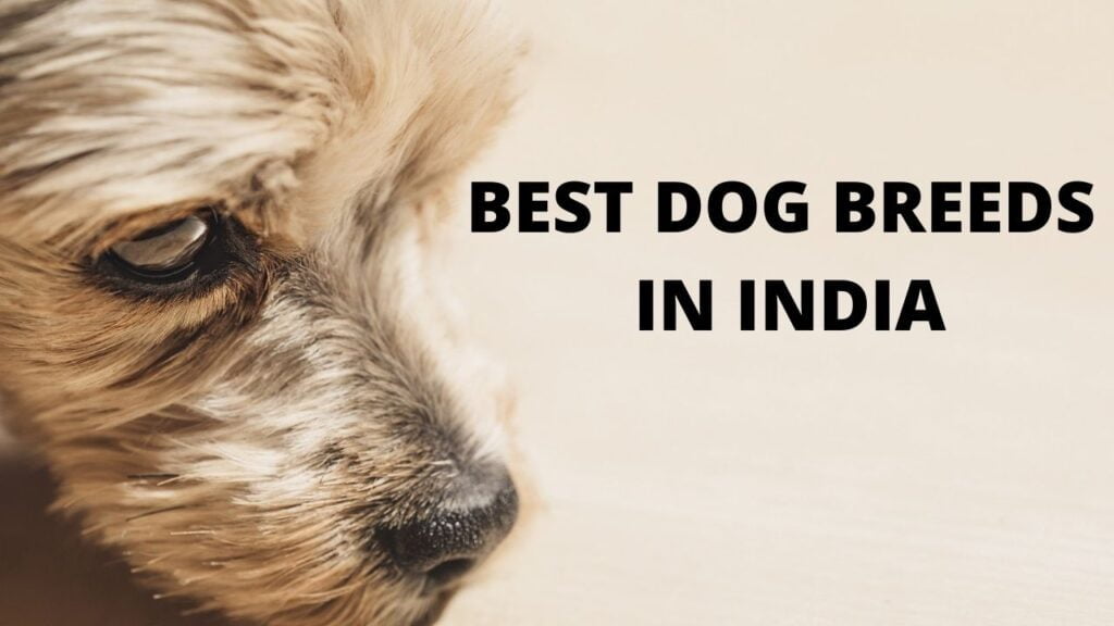 BEST DOG BREEDS IN INDIA