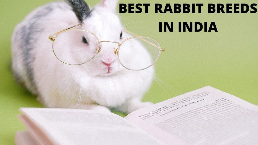 23 Best Rabbit Breeds in India with Price 1 Best Rabbit Breeds in India