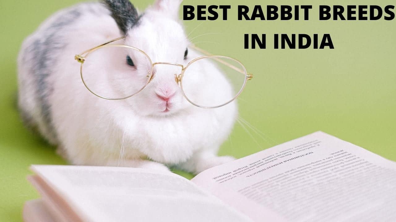 Best Rabbit Breeds in India