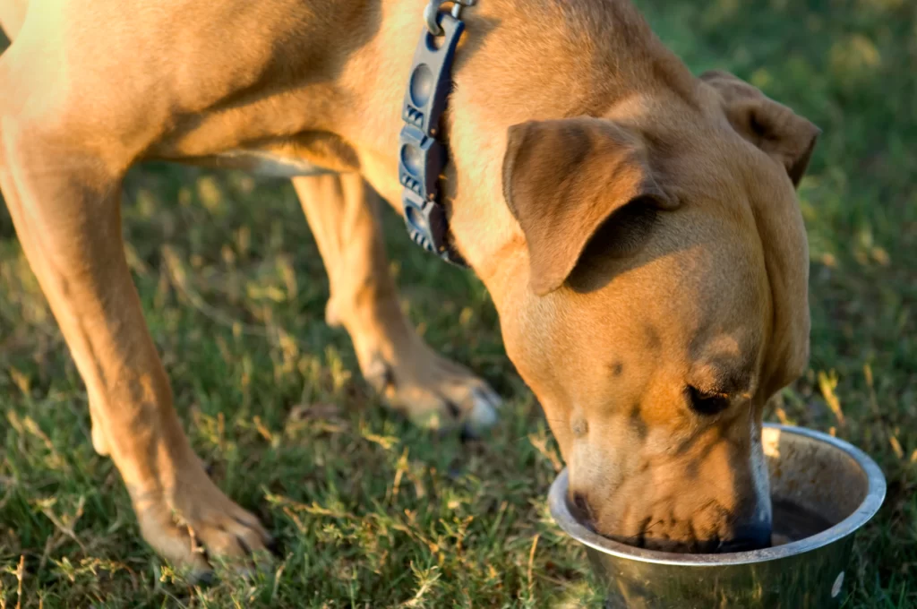 Dog Summer Care Routine Complete Guide 1 Dog Summer Care routine-how to take care of your pet dog in summer