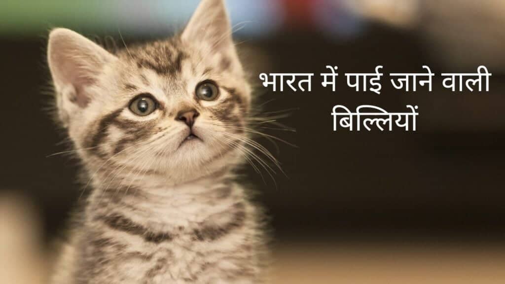 भारत में सर्वश्रेष्ठ पालतू बिल्ली प्रजातियां और कीमत 1 भारत में पाई जाने वाली बिल्लियों