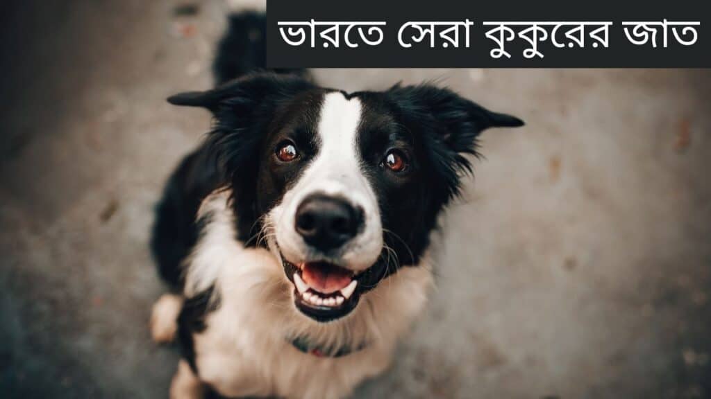 মূল্য 1 সহ ভারতে 24টি সেরা কুকুরের জাত ভারতে সেরা কুকুরের জাত