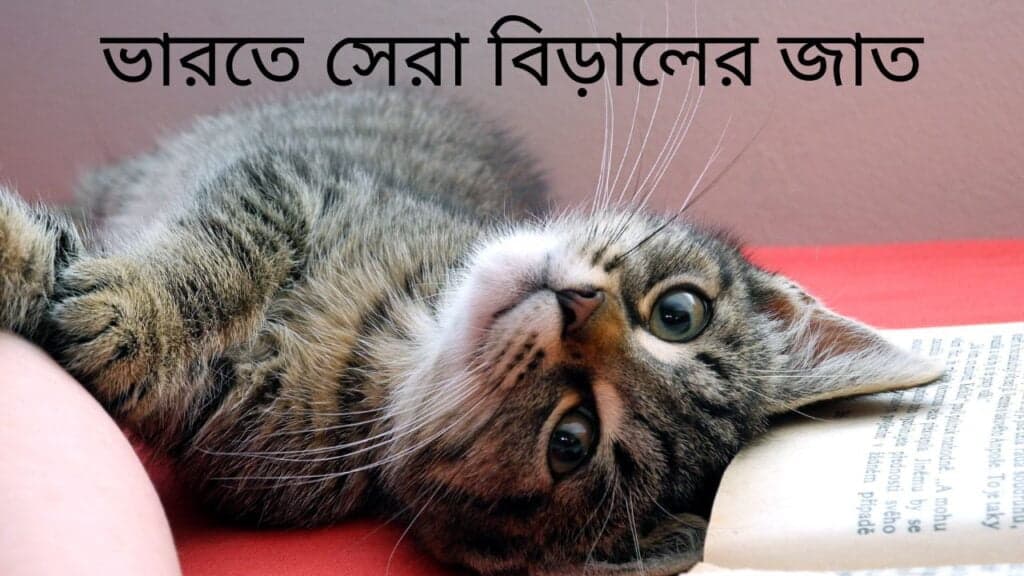 মূল্য 1 সহ ভারতে 21+ সেরা বিড়ালের জাত ভারতে সেরা বিড়ালের জাত