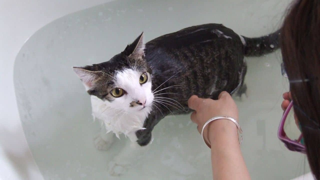 Best Shampoo for Cats