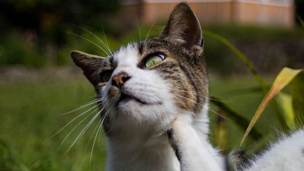 Best Cat Flea Treatment Products in India 1 Cat Fleas and Scratching Treatment
