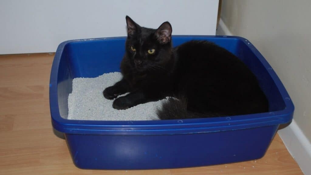 Cat Litter Box with sand