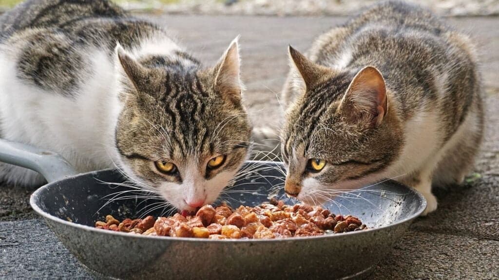 Homemade food for cats