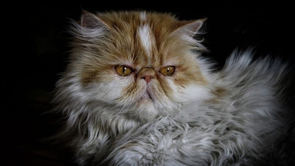 Cat Price in India | Best Cat Breeds in India with Price Persian cat price lifespan in India