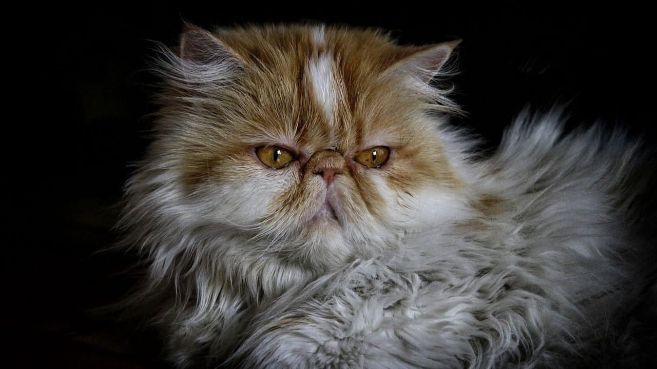 Persian Cat Price in India, Lifespan and Profile Persian cat price lifespan in India