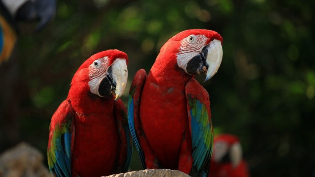 pet birds in India