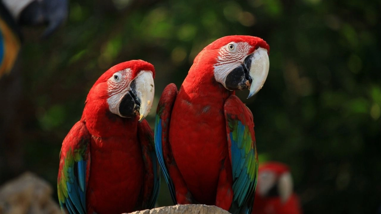 15 Best And Legal Pet Birds In India With Price, Origin And Lifespan 15 Best And Legal Pet Birds In India With Price, Origin And Lifespan