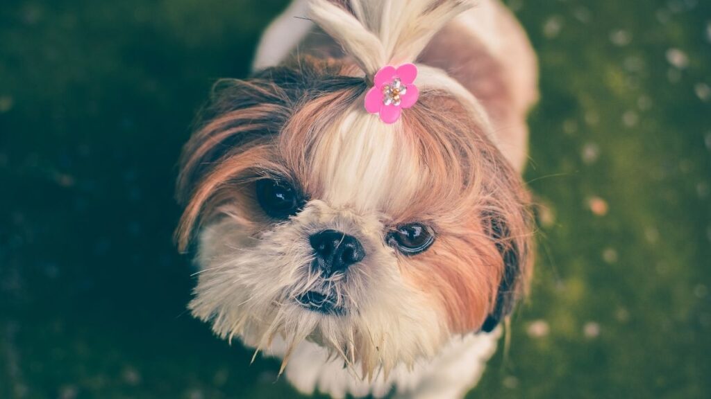 Dogs Price in India | Most Popular Dog Breeds with Price shih tzu