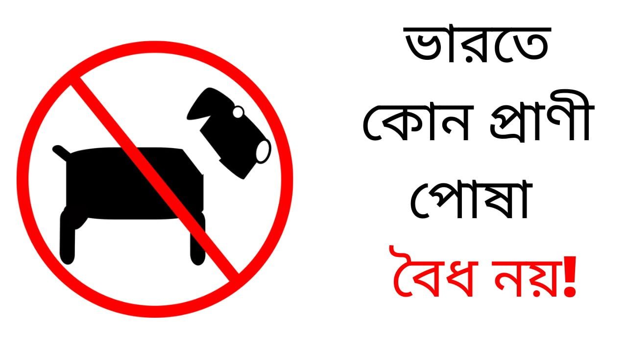 ভারতে-কোন-প্রাণী-পোষা-বৈধ-নয়
