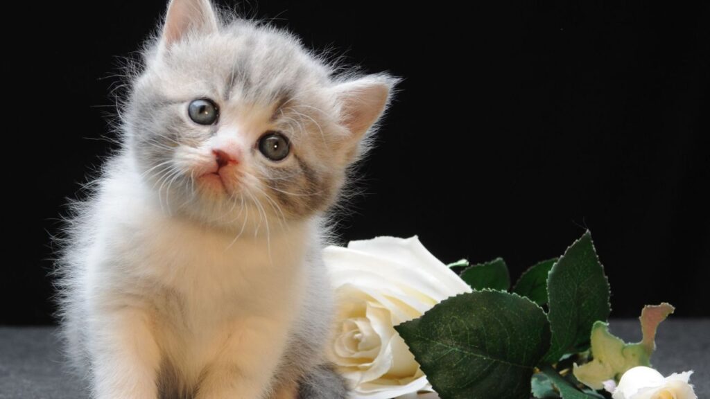 Cat Price in India | Best Cat Breeds in India with Price Munchkin Cat Breed price lifespan