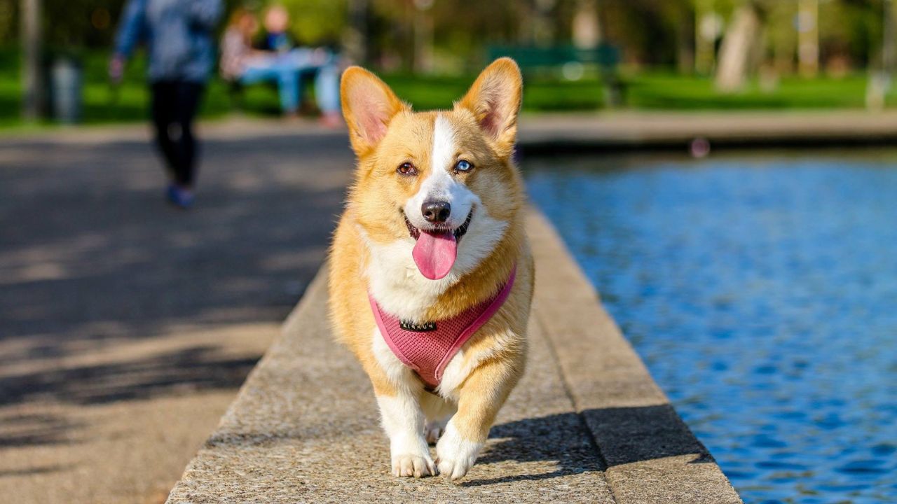 Best dog breeds in India as pets