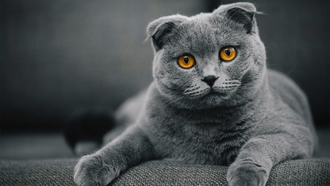 Scottish Fold Cat Price, Monthly Expense, Lifespan and More