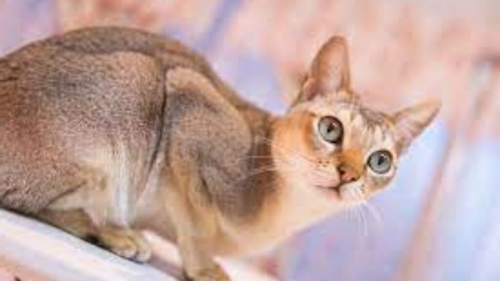 Cat Price in India | Best Cat Breeds in India with Price Abyssinian Cat