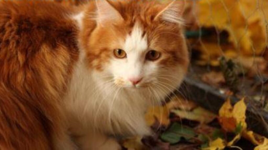 Cat Price in India | Best Cat Breeds in India with Price American Bobtail Cat