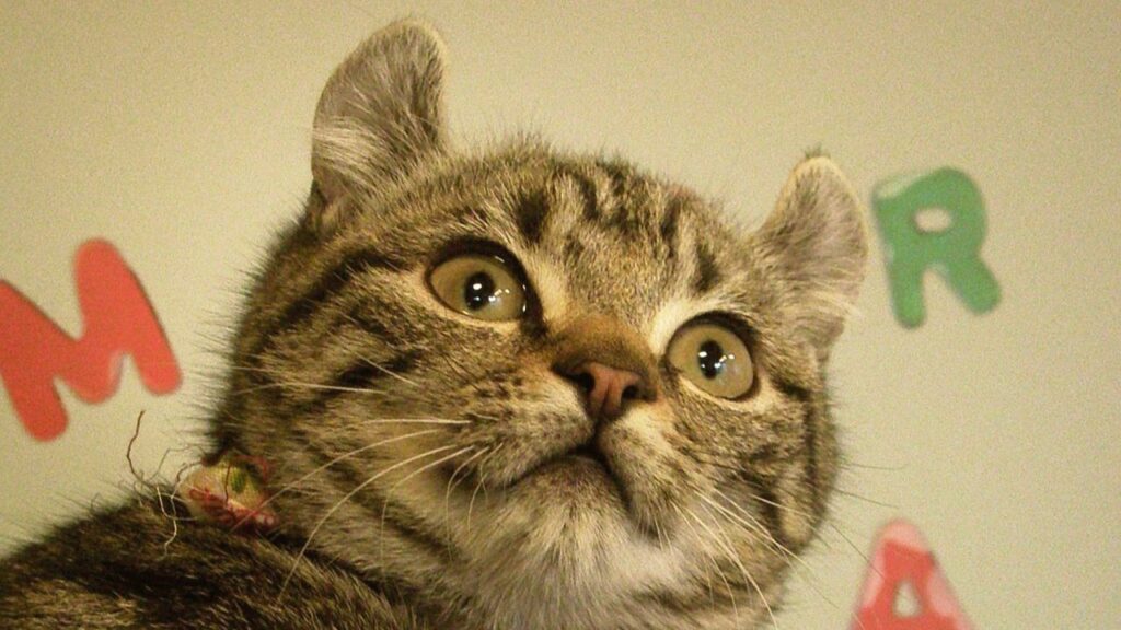 Cat Price in India | Best Cat Breeds in India with Price American Curl Cat