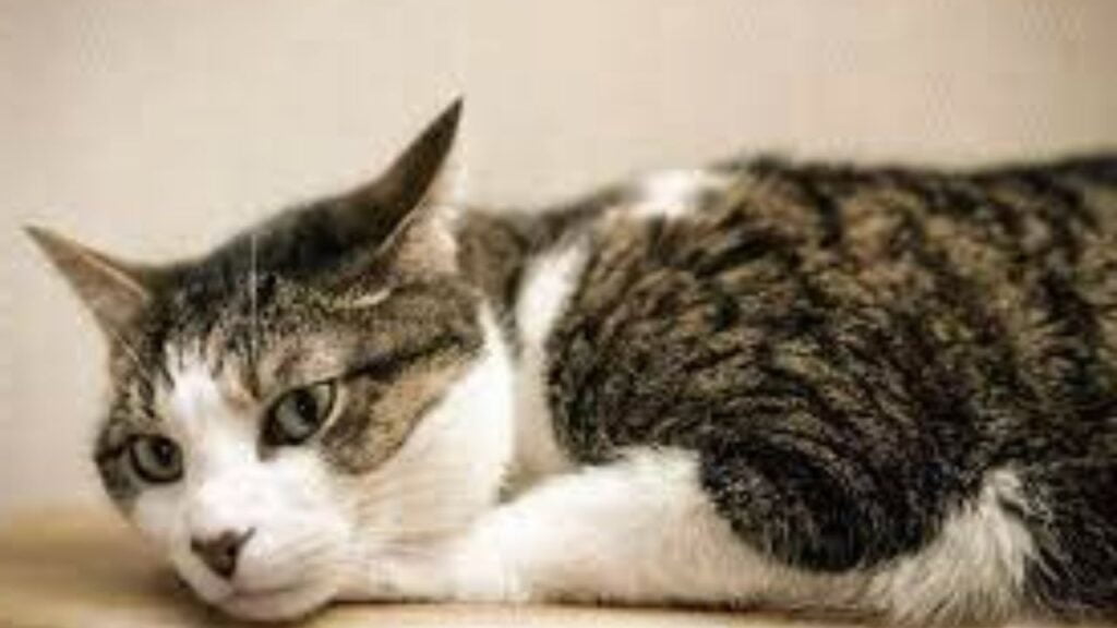 Cat Price in India | Best Cat Breeds in India with Price American Shorthair Cat