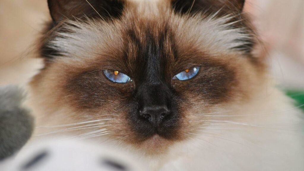 Cat Price in India | Best Cat Breeds in India with Price Birman Cat