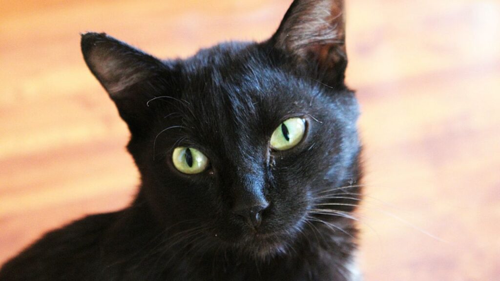 Cat Price in India | Best Cat Breeds in India with Price Bombay Cat