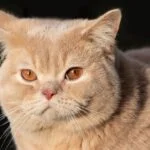 British Shorthair Price in India, Lifespan and Profile British Shorthair Cat Breed Full Information