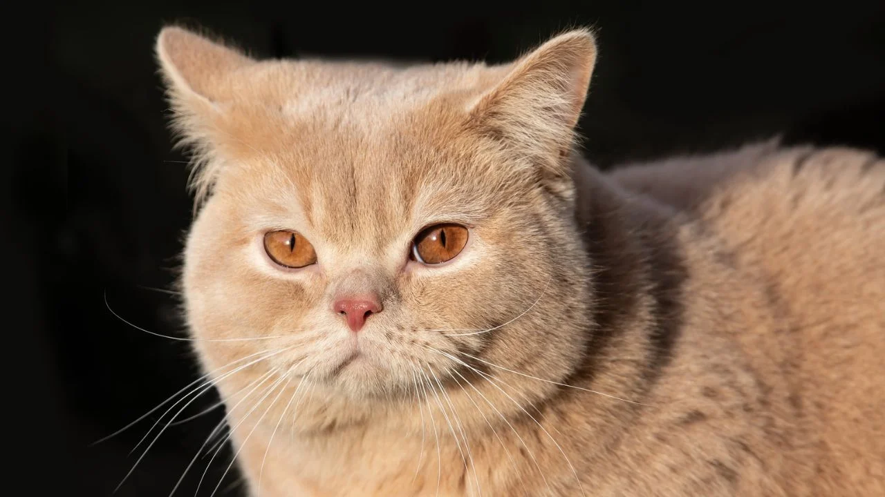 British Shorthair Cat Breed Full Information