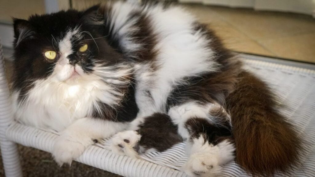 Cat Price in India | Best Cat Breeds in India with Price Himalayan Cat